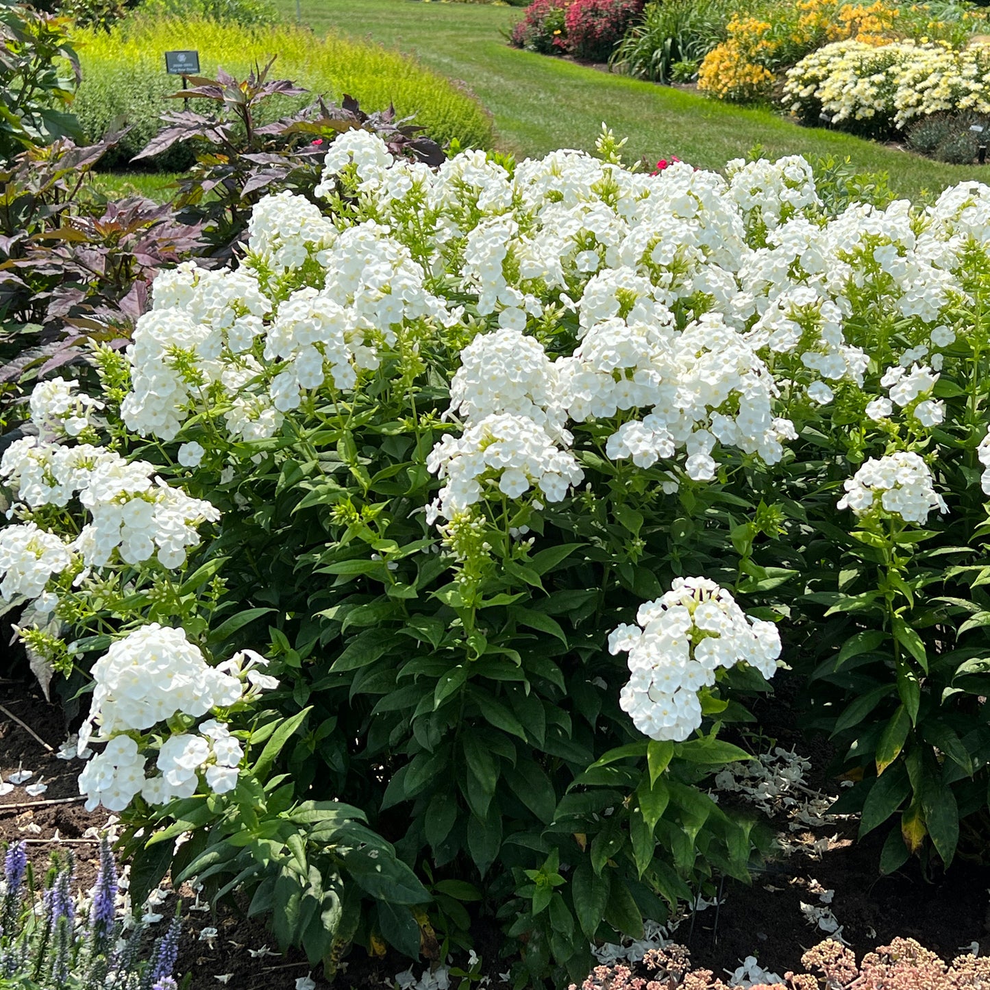 Luminary® 'Backlight' Tall Garden Phlox - Photo Property of Garden Crossings LLC