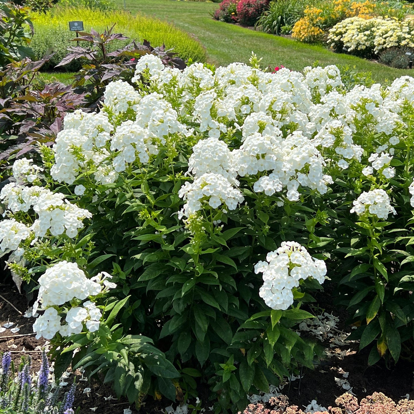 A cluster of lush green plants with abundant white flowers of Luminary® 'Backlight' Tall Garden Phlox blooms in a well-kept garden bed surrounded by grass and colorful flowers - Photo Property of Garden Crossings LLC.