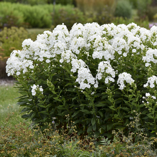 Luminary® 'Backlight' Tall Garden Phlox - Photo Courtesy of Proven Winners, Inc.