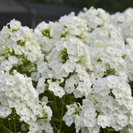 Luminary® 'Backlight' Tall Garden Phlox - Photo Courtesy of Proven Winners, Inc.