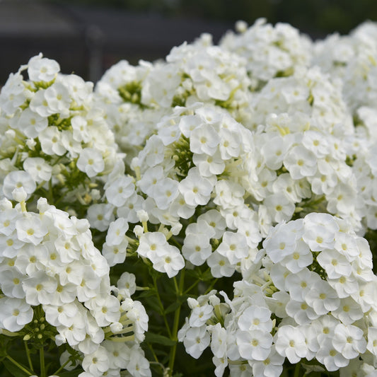 Clusters of Luminary® 'Backlight' Tall Garden Phlox display vibrant, powdery mildew-resistant white blooms atop green stems and leaves, with a blurred background emphasizing the delicate petals and lush appearance - Photo Courtesy of Proven Winners, Inc.