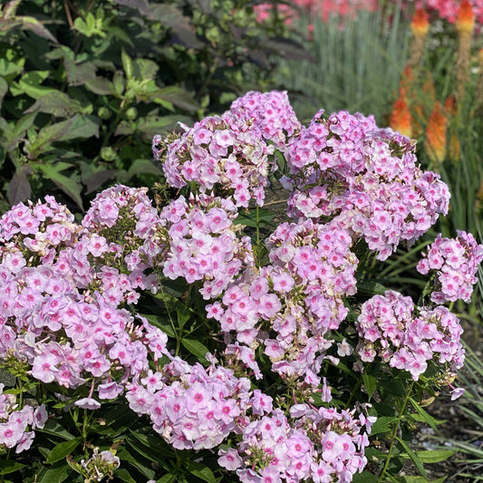 Luminary® 'Opalescence' Tall Garden Phlox blooms in light pink with darker centers on green stems amid lush garden foliage - Photo Property of Garden Crossings LLC.