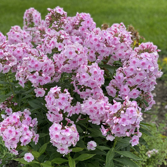 A cluster of Luminary® 'Opalescence' Tall Garden Phlox, a mildew-resistant, fragrant perennial with blooming pink flowers and green leaves, grows in a garden bed against a blurred grass and soil background - Photo Property of Garden Crossings LLC.