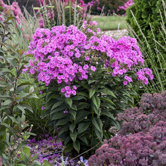 A lush garden showcases Luminary® 'Prismatic Pink' Tall Garden Phlox, its vivid purple-pink blooms and rich green foliage standing out among perennials - Photo Courtesy of Walters Gardens, Inc.