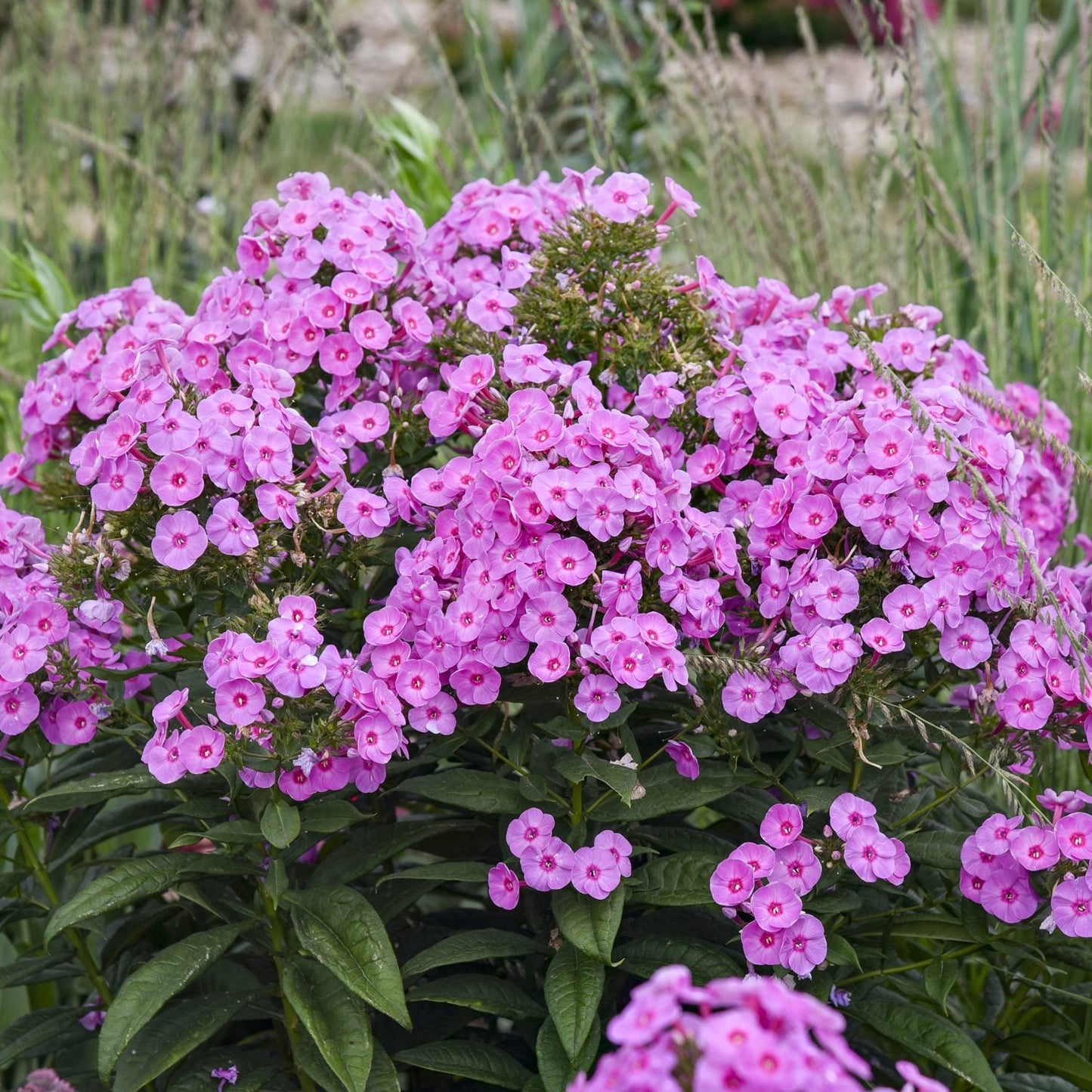 Luminary® 'Prismatic Pink' Tall Garden Phlox features dense clusters of vibrant pink flowers and green leaves, blooming outdoors and stands out beautifully among tall grasses - Photo Courtesy of Walters Gardens, Inc.