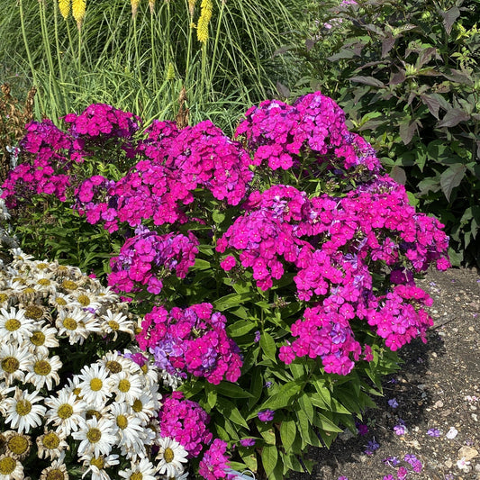 A garden bed featuring the vibrant Luminary® 'Ultraviolet' Tall Garden Phlox in full bloom, surrounded by white daisies with yellow centers and tall green grasses as a backdrop - Photo Property of Garden Crossings LLC.