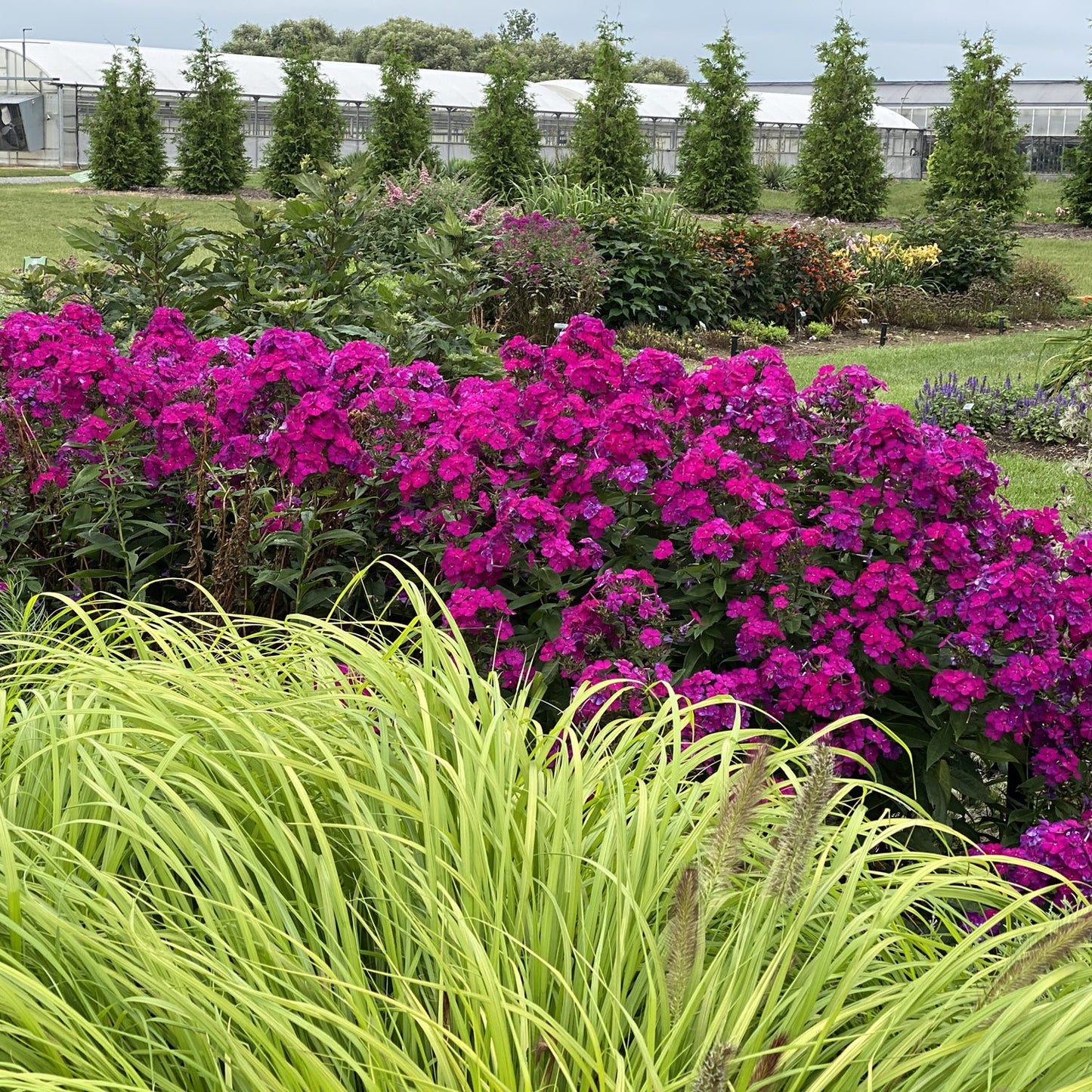 Luminary® 'Ultraviolet' Tall Garden Phlox - Photo Property of Garden Crossings LLC