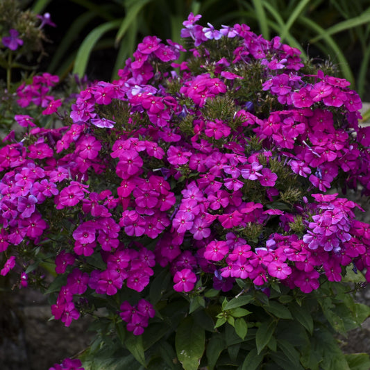 Luminary® 'Ultraviolet' Tall Garden Phlox features bright magenta blooms and green leaves, making this perennial stand out in garden beds, especially with blurred plants in the background - Photo Courtesy of Walters Gardens, Inc.