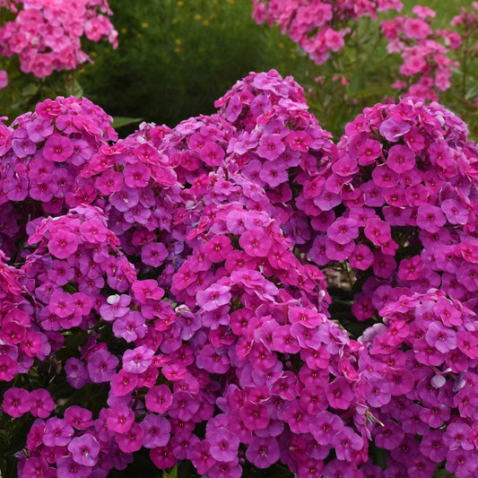 Close-up of vibrant pink Garden Girls® 'Material Girl' Tall Garden Phlox bloom in the foreground, with more pink flowers and green foliage blurred behind - Photo Courtesy of Walters Gardens, Inc.