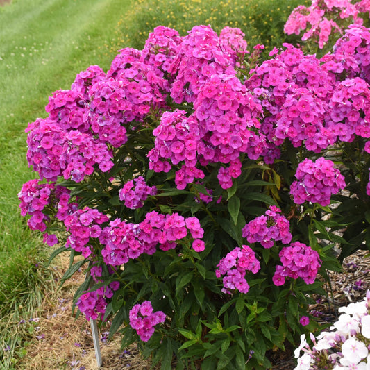 A vibrant cluster of Garden Girls® 'Material Girl' Tall Garden Phlox in full bloom, surrounded by green grass and other plants, creates a stunning perennial display in a garden setting - Photo Courtesy of Walters Gardens, Inc.
