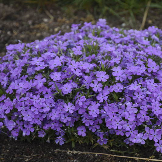 A dense cluster of vibrant purple, five-petaled flowers from the Mountainside® 'Crater Lake' Hybrid Spring Phlox grows low as a perennial ground cover in a garden bed, with dark soil visible around the edges - Photo Courtesy of Walters Gardens, Inc.