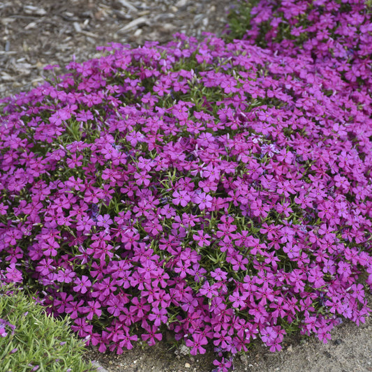 Top-down view of Mountainside® 'Majestic Magenta' Hybrid Spring Phlox forms a dense ground cover, featuring vivid magenta and purple five-petaled blooms in garden beds, enhanced by mulch and exposed soil in the background - Photo Courtesy of Walters Gardens, Inc.