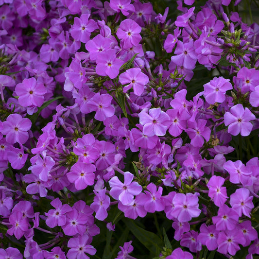 Close-up of a cluster of vibrant lavender-pink flowers, 'Opening Act Romance' Hybrid Phlox displays five-petaled blooms densely packed amid lush green foliage - Photo Courtesy of Proven Winners, Inc.