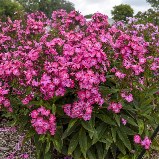 A large Luminary® 'Pink Lightning' Tall Garden Phlox, a vibrant and pollinator-friendly plant, flourishes outdoors with clusters of bright pink flowers and dark green leaves among trees and other blooming plants - Photo Courtesy of Proven Winners, Inc.