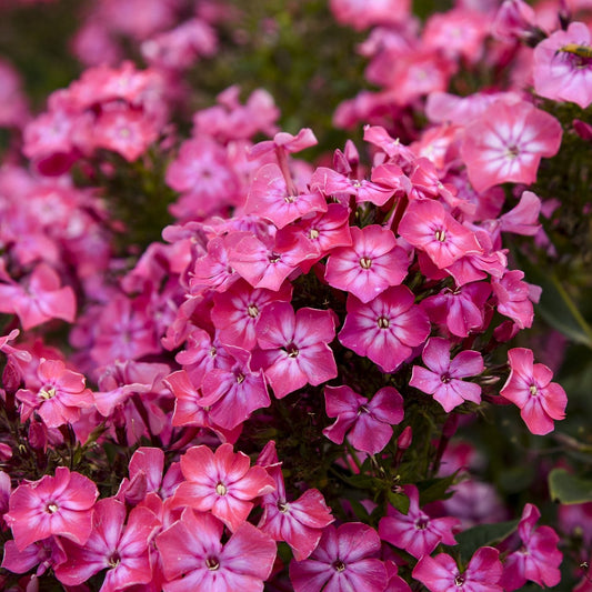 Close-up of Luminary® 'Pink Lightning' Tall Garden Phlox with clusters of vibrant pink blooms with tightly packed petals, creating a lush, colorful display - Photo Courtesy of Proven Winners, Inc.