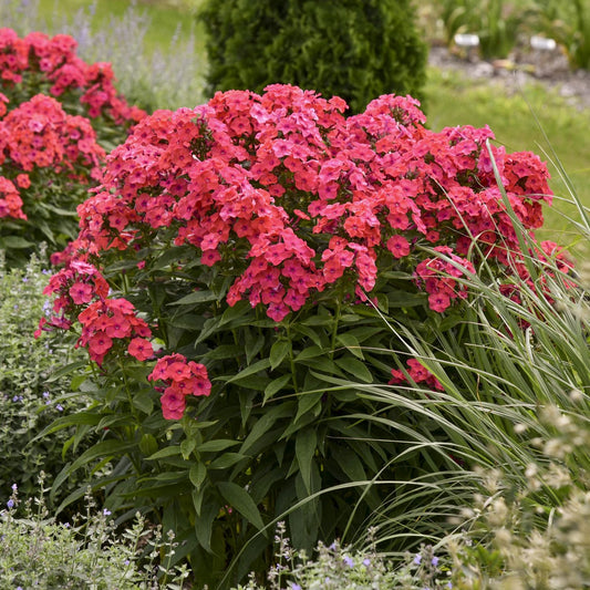 Luminary® 'Sunset Coral' Tall Garden Phlox displays vibrant coral pink blooms amid green foliage and ornamental grasses, adding brilliant color to the garden with a lush backdrop of greenery and blurred landscape - Photo Courtesy of Proven Winners, Inc.