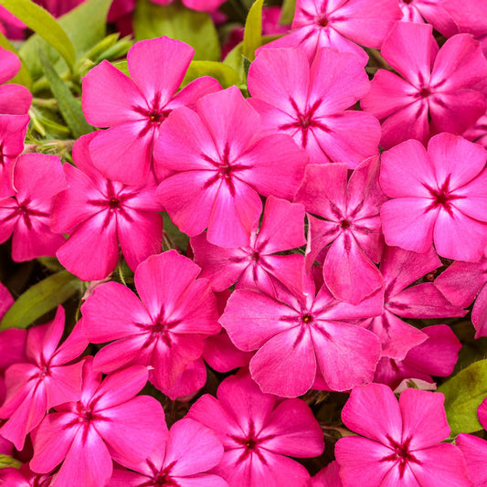 Southern Blaze™ Bright Pink Phlox boasts clusters of vibrant five-petaled flowers atop green foliage - Photo Courtesy of Proven Winners, Inc.
