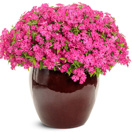 The Southern Blaze™ Bright Pink Phlox, with vivid blooms and lush green leaves, overflows from a deep red ceramic pot - Photo Courtesy of Proven Winners, Inc. Decorative pot not included.