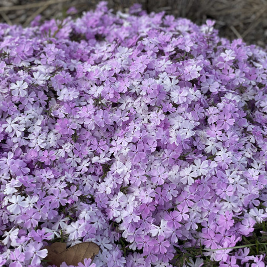 Spring Bling® 'Pink Sparkles' Hybrid Creeping Phlox - Photo Property of Garden Crossings LLC