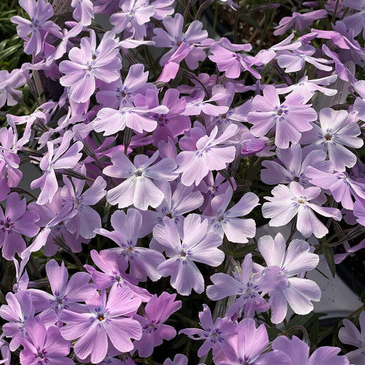 Spring Bling® 'Pink Sparkles' Hybrid Creeping Phlox - Photo Property of Garden Crossings LLC