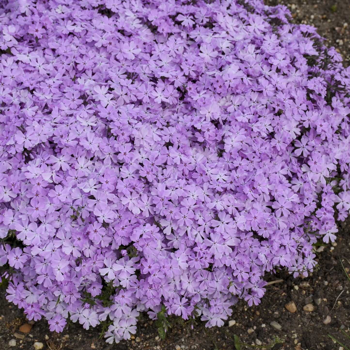 Top-down view of Spring Bling® 'Pink Sparkles' Hybrid Creeping Phlox forms a dense mat of small, five-petaled pink flowers, creating a drought-tolerant perennial groundcover that grows closely together and covers soil and pebbles - Photo Courtesy of Walters Gardens, Inc.