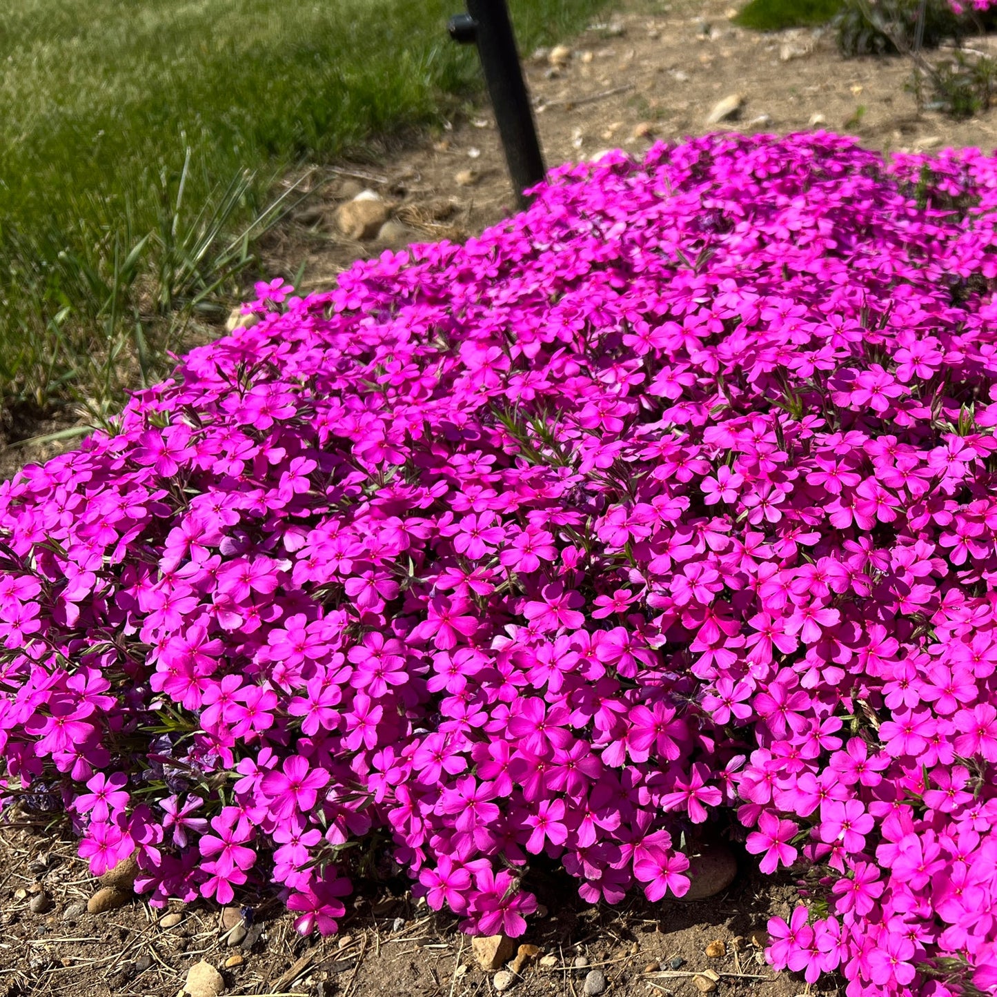 A dense cluster of vivid pink Spring Bling® 'Ruby Riot' Hybrid Creeping Phlox blooms near the ground in a garden bed, highlighted by soil and grass - Photo Property of Garden Crossings LLC.