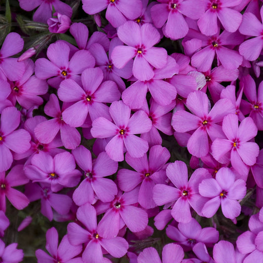 Close-up of Spring Bling® 'Ruby Riot' Hybrid Creeping Phlox showcases clusters of vibrant pink, five-petaled blooms with yellow centers, forming a dense floral display - Photo Courtesy of Walters Gardens, Inc.