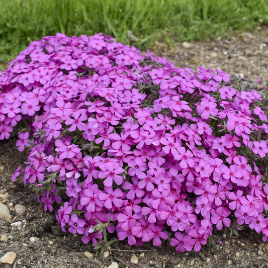 Spring Bling® 'Ruby Riot' Hybrid Creeping Phlox - Photo Courtesy of Walters Gardens, Inc.
