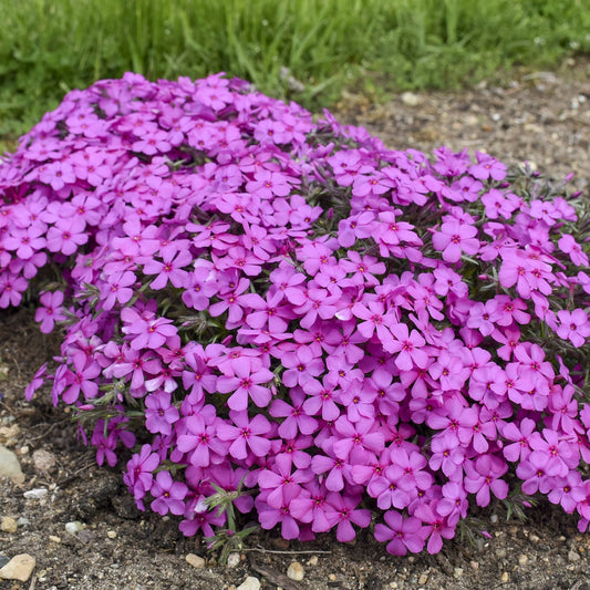 A dense cluster of vibrant purple-pink Spring Bling® 'Ruby Riot' Hybrid Creeping Phlox blooms on a low mound, creating an eye-catching, drought-tolerant perennial display in garden beds with soil and grass - Photo Courtesy of Walters Gardens, Inc.
