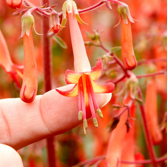 Colorburst™ Orange Cape Fuchsia (Phygelius) - Photo Courtesy of Terra Nova Nurseries, Inc.