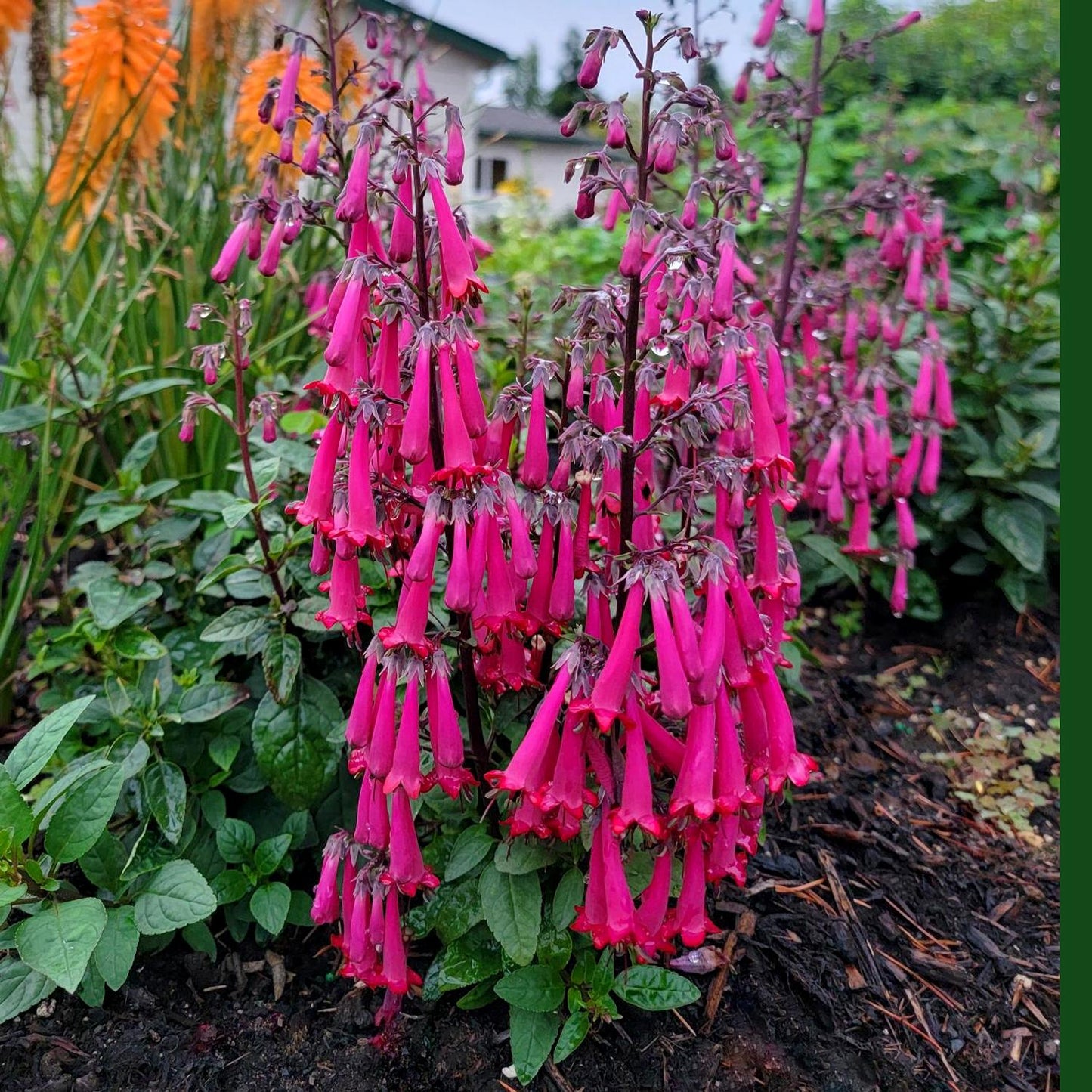 Clusters of bright pink, tubular blooms of Colorburst™ Rose Cape Fuchsia (Phygelius) rise above green foliage, attracting hummingbirds and adding vibrant color to garden beds. Orange flowers and a building can be seen in the background - Photo Courtesy of Terra Nova Nurseries, Inc.