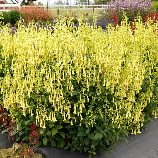 Colorburst™ Yellow Cape Fuchsia (Phygelius) - Photo Courtesy of Terra Nova Nurseries, Inc.