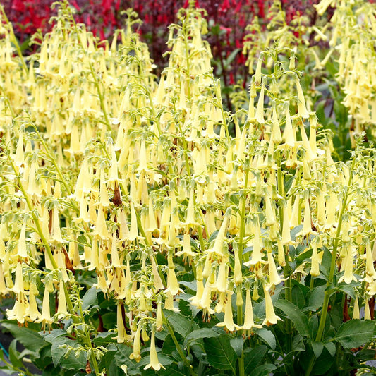 A dense cluster of pale yellow, tubular Colorburst™ Yellow Cape Fuchsia (Phygelius) flowers with green foliage is set outdoors, blurred red blooms in the background - Photo Courtesy of Terra Nova Nurseries, Inc.