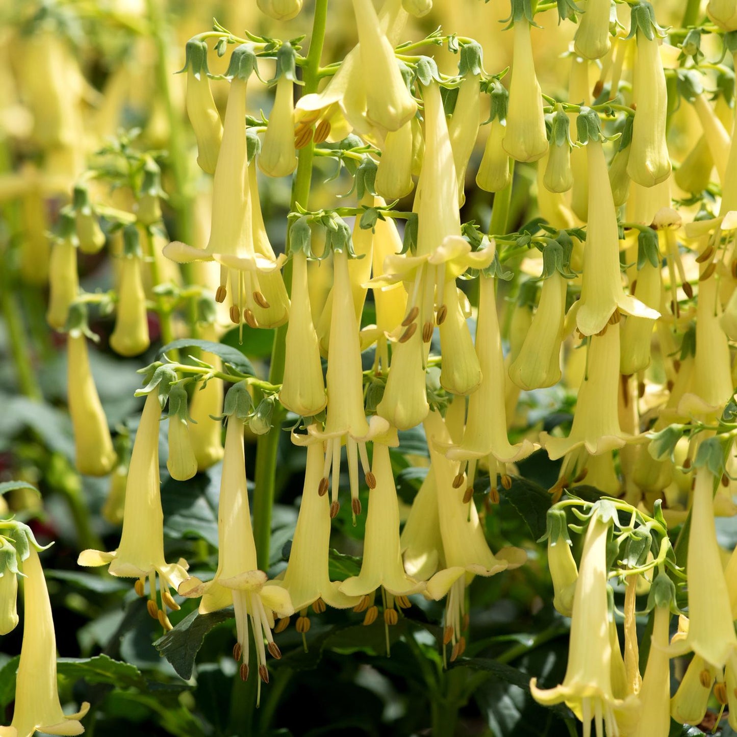 Clusters of pale yellow, tubular Colorburst™ Yellow Cape Fuchsia (Phygelius) flowers hang like bells among green leaves, ideal for pollinators - Photo Courtesy of Terra Nova Nurseries, Inc.