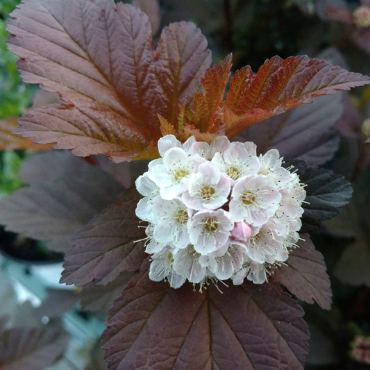 Ginger Wine® Ninebark (Physocarpus) - Photo Property of Garden Crossings LLC