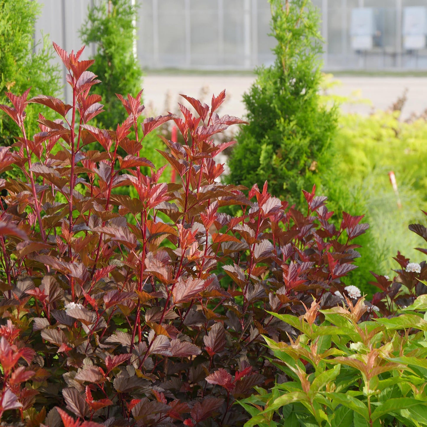 Ginger Wine® Ninebark (Physocarpus) with rich burgundy foliage adds color to a landscaped garden, while small conifer trees and a building with large windows stand in the background, sunlight illuminating the scene. - Photo Courtesy of Proven Winners, Inc.