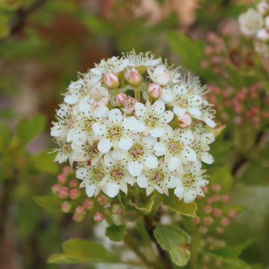 Pickleball™ Ninebark (Physocarpus) is a drought-tolerant shrub featuring clusters of small white flowers with pale pink buds, set against chartreuse-yellow foliage for outdoor gardens - Photo Courtesy of Proven Winners, Inc.