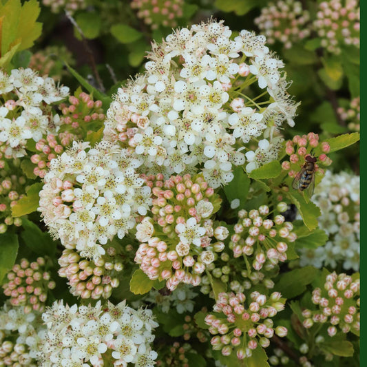 Clusters of small white and pink flower buds on chartreuse-yellow foliage of the Pickleball™ Ninebark (Physocarpus) with a bee collecting nectar from one of its flowers - Photo Courtesy of Proven Winners, Inc.