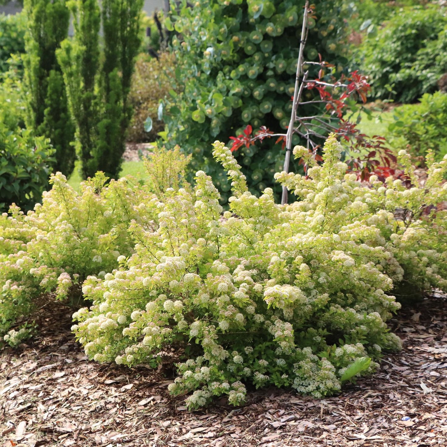 Pickleball™ Ninebark (Physocarpus) features dense, chartreuse-yellow foliage and clusters of small pale yellow flowers, thriving in a mulched garden bed among lush green plants and trees - Photo Courtesy of Proven Winners, Inc.