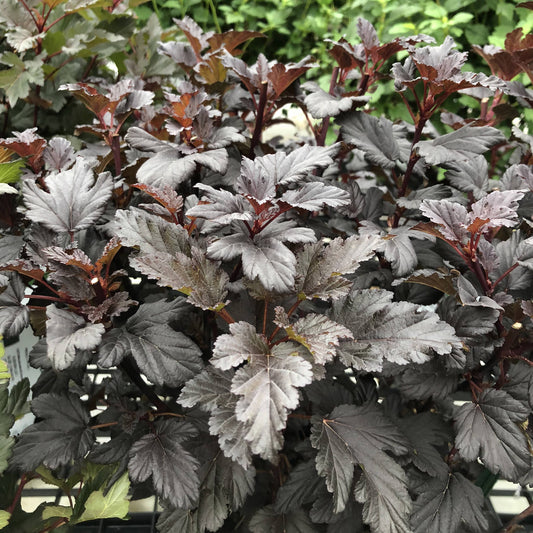 Summer Wine® Black Ninebark (Physocarpus) - Photo Property of Garden Crossings LLC