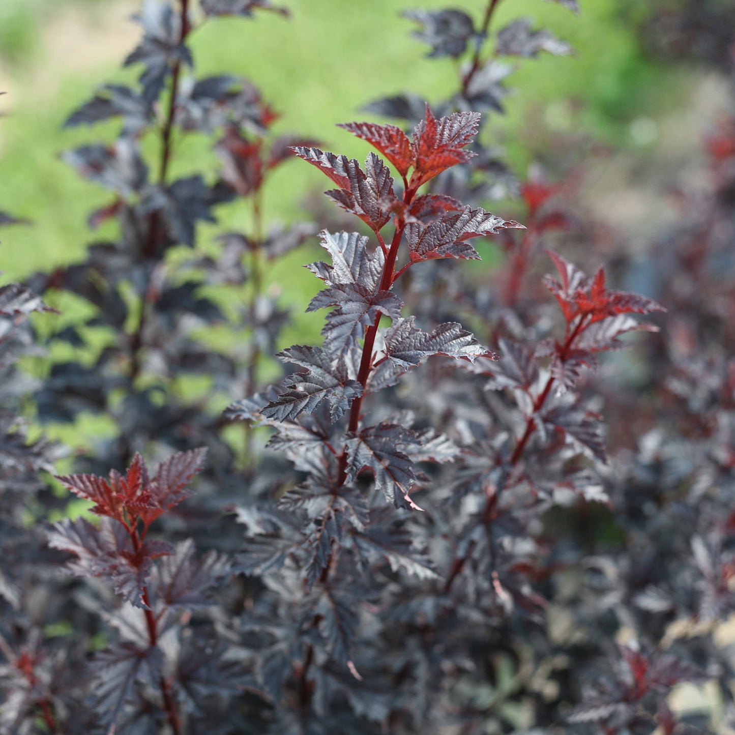 Summer Wine® Ninebark (Physocarpus) - Photo Courtesy of Proven Winners, Inc.