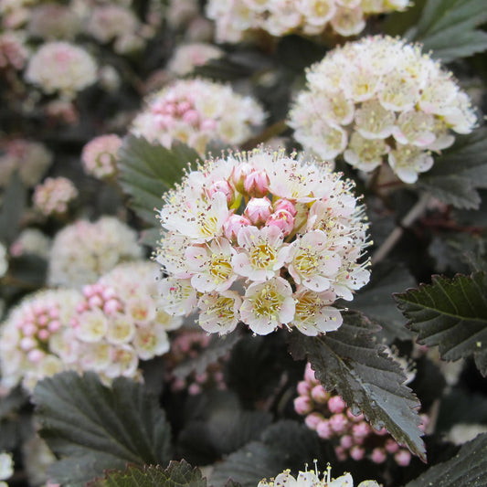Summer Wine® Ninebark (Physocarpus) - Photo Property of Garden Crossings LLC