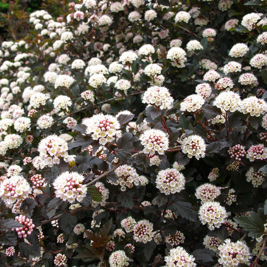 Summer Wine® Ninebark (Physocarpus) - Photo Property of Garden Crossings LLC