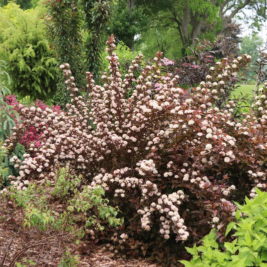 Summer Wine® Rosé Ninebark (Physocarpus) - Photo Courtesy of Proven Winners, Inc.