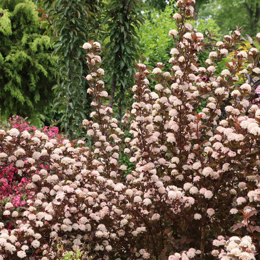 Summer Wine® Rosé Ninebark (Physocarpus) - Photo Courtesy of Proven Winners, Inc.
