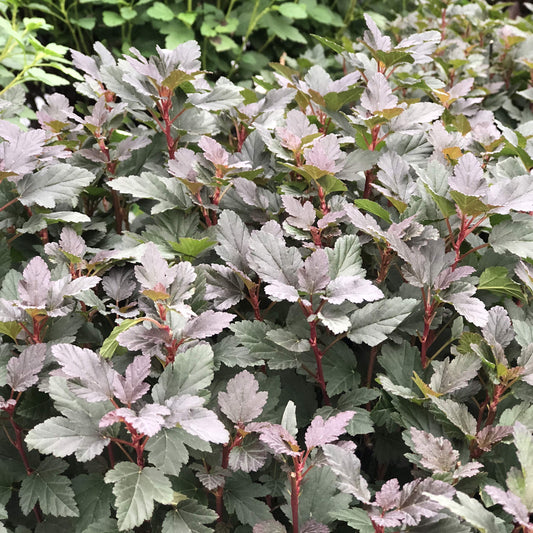 Tiny Wine® Ninebark (Physocarpus) is a compact shrub with dense, burgundy foliage and reddish stems. Green leaves in the background create a layered garden effect. - Photo Property of Garden Crossings LLC