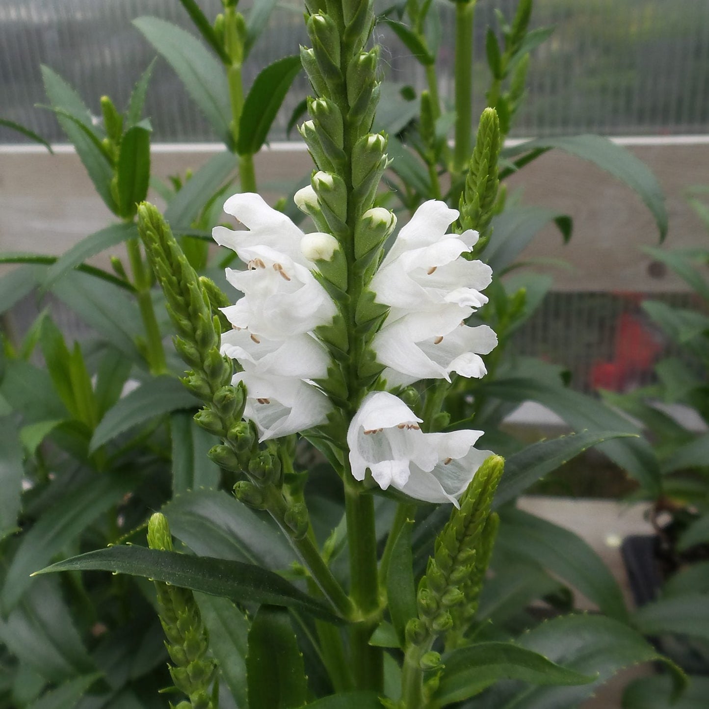 A close-up of a 'Miss Manners' Obedient Plant (Physostegia) spike with tubular white blooms and green lance-shaped leaves, set against lush background foliage and a wooden structure - Photo Property of Garden Crossings LLC.