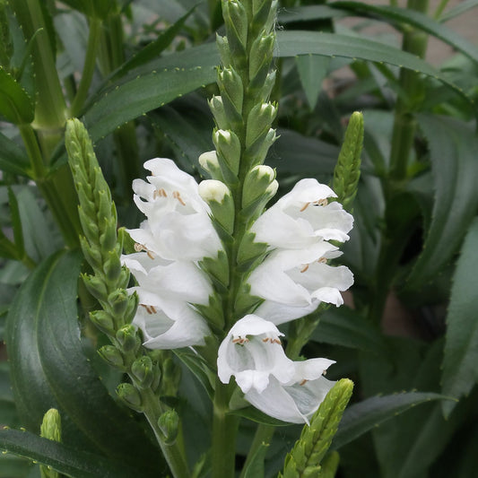 Miss Manners' Obedient Plant (Physostegia) - Photo Property of Garden Crossings LLC