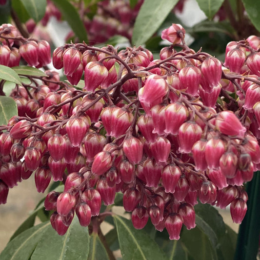 A close-up of delicate, pink, bell-shaped flowers clustered on the Interstella® Lily of the Valley shrub (Pieris), an evergreen with green leaves and densely hanging blooms that create a vibrant, textured look. - Photo Property of Garden Crossings LLC