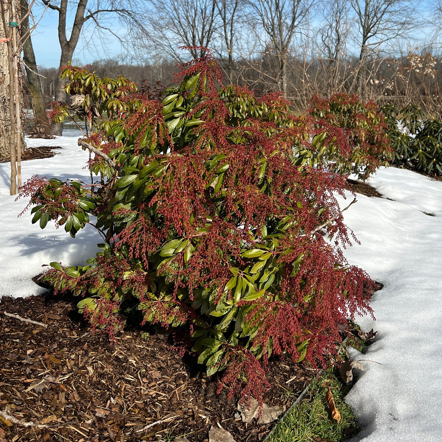 A green Interstella® Lily of the Valley shrub (Pieris) with cascading clusters of small red buds grows in a mulched garden bed amid snow patches, surrounded by other shrubs and bare trees under a clear blue sky. - Photo Property of Garden Crossings LLC